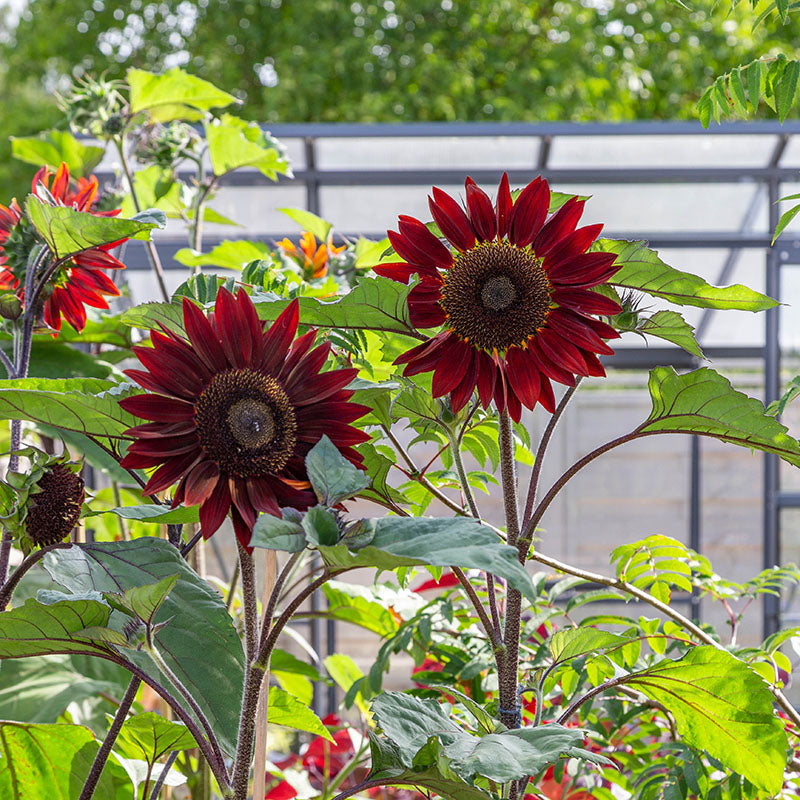 Helianthus 'Red Sun' (Sunflower) Seeds
