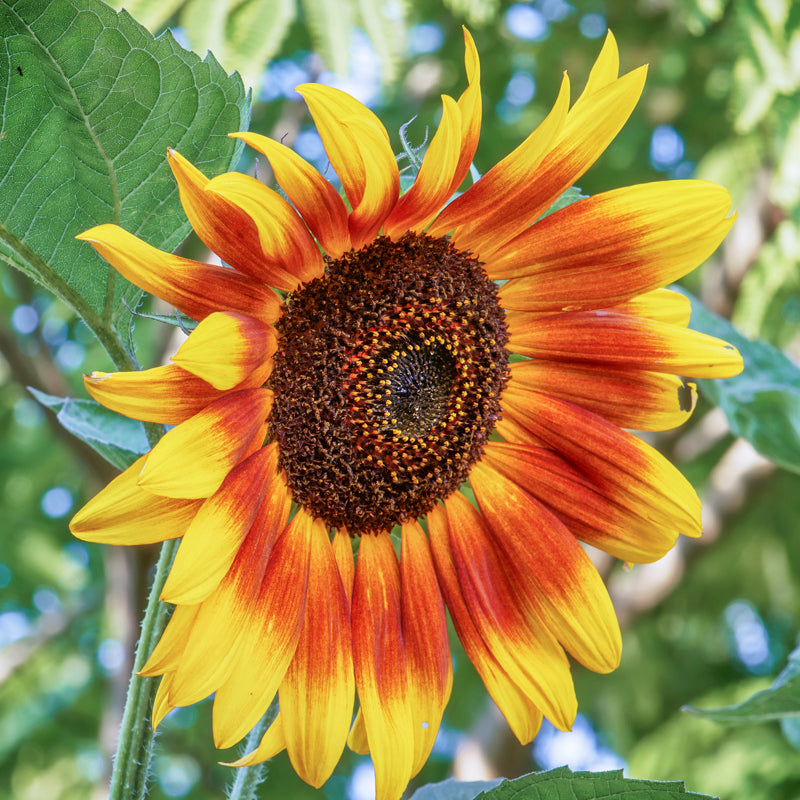 Helianthus 'Sunburst Mixed' Seeds