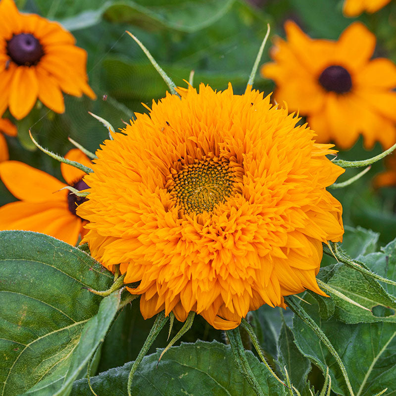 Helianthus 'Teddy Bear' (Sunflower) Seeds