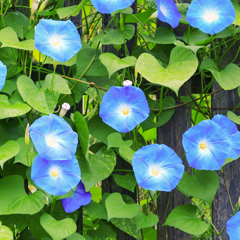 Ipomoea 'Heavenly Blue' Seeds