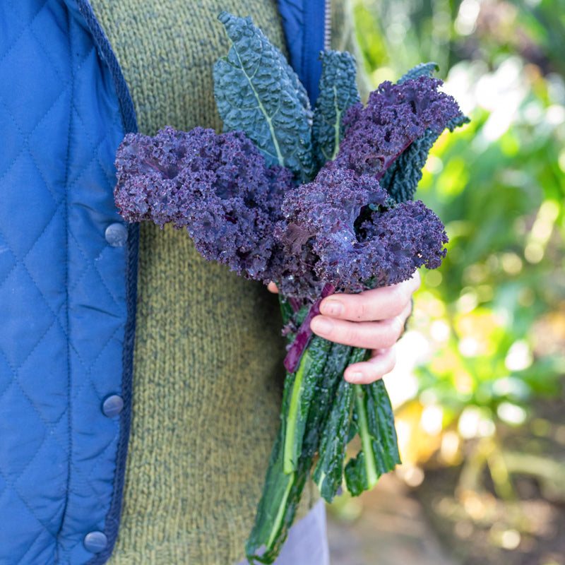 Kale 'Scarlet' (Borecole) Seeds