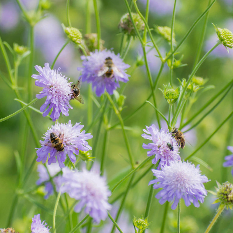 Knautia arvensis - Seeds