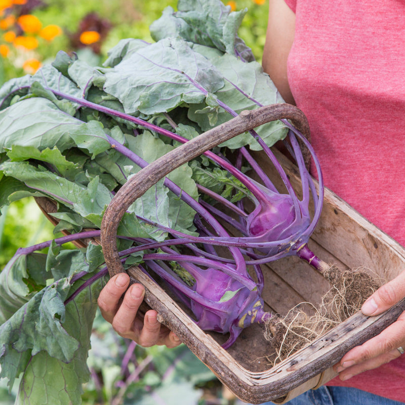 Kohl Rabi 'Purple Delicacy' Seeds