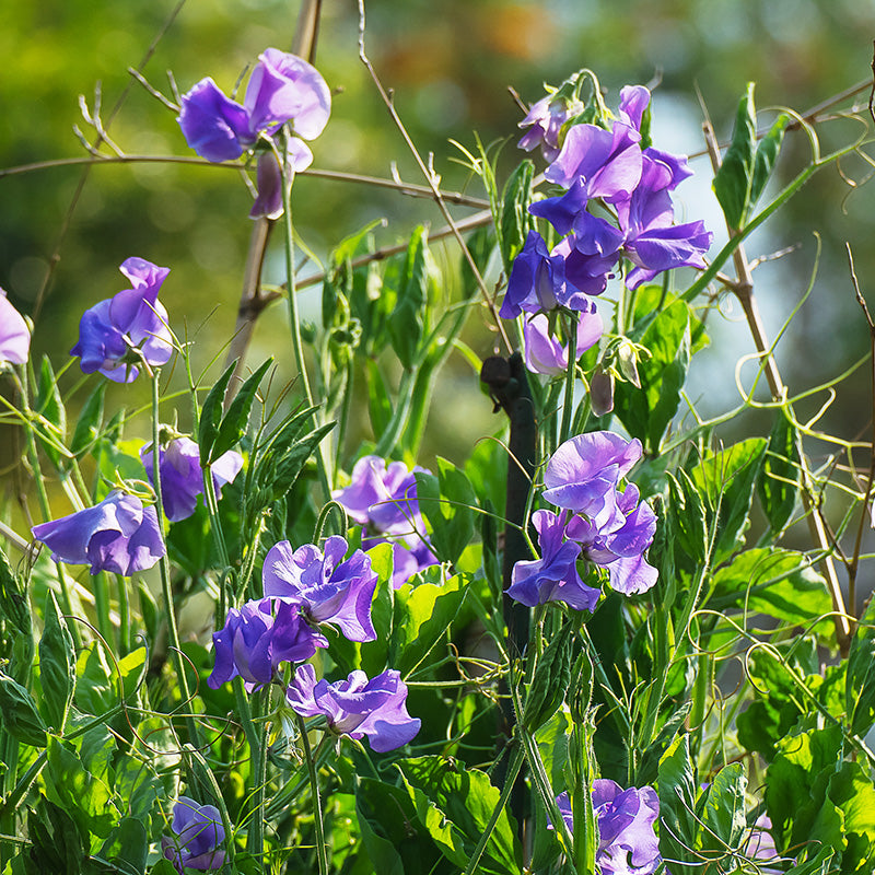 Lathyrus 'Noel Sutton' Seeds