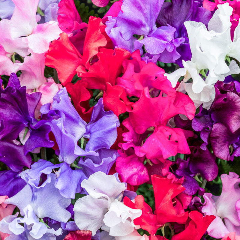 Lathyrus 'Royal Family Mixed' (Sweet Peas) Seeds