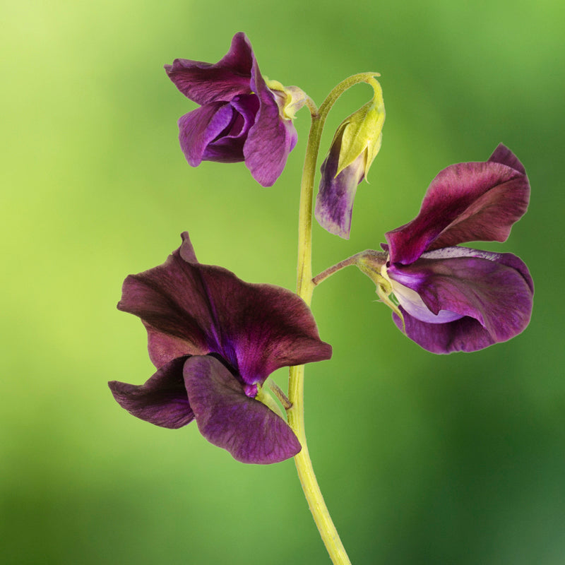 Lathyrus 'Windsor' (Sweet Peas) Seeds