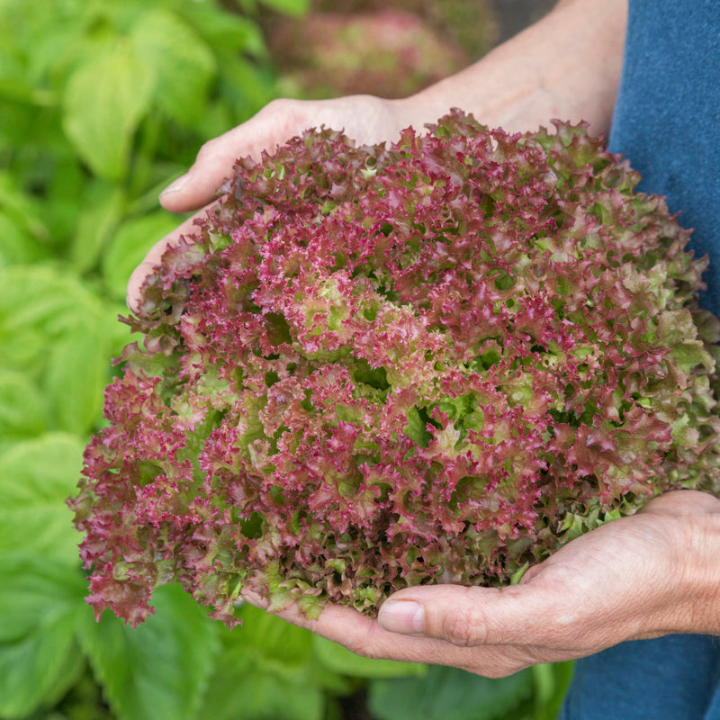 Lettuce 'Lollo Rossa' Seeds