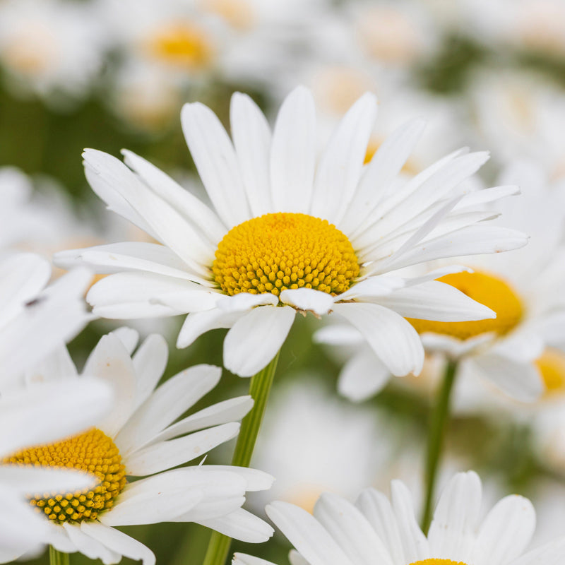 Leucanthemum vulgare - Oxeye Daisy Seeds