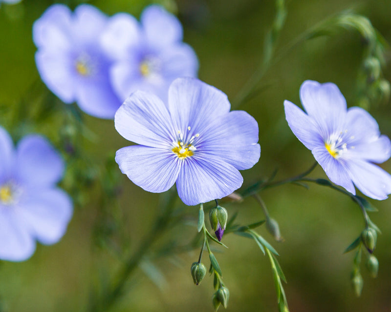 Linum perenne - Seeds