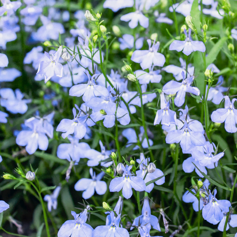 Lobelia 'Cambridge Blue' Seeds