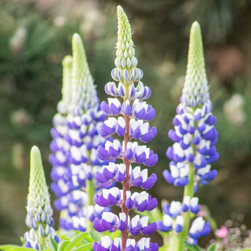 Lupinus 'The Governor' Seeds