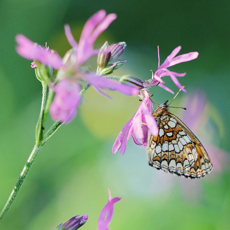 Lychnis flos-cuculi - Ragged Robin Seeds