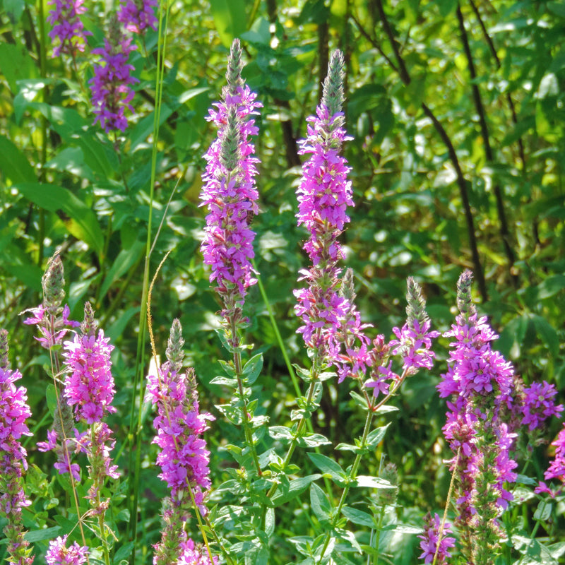Lythrum salicaria - Seeds