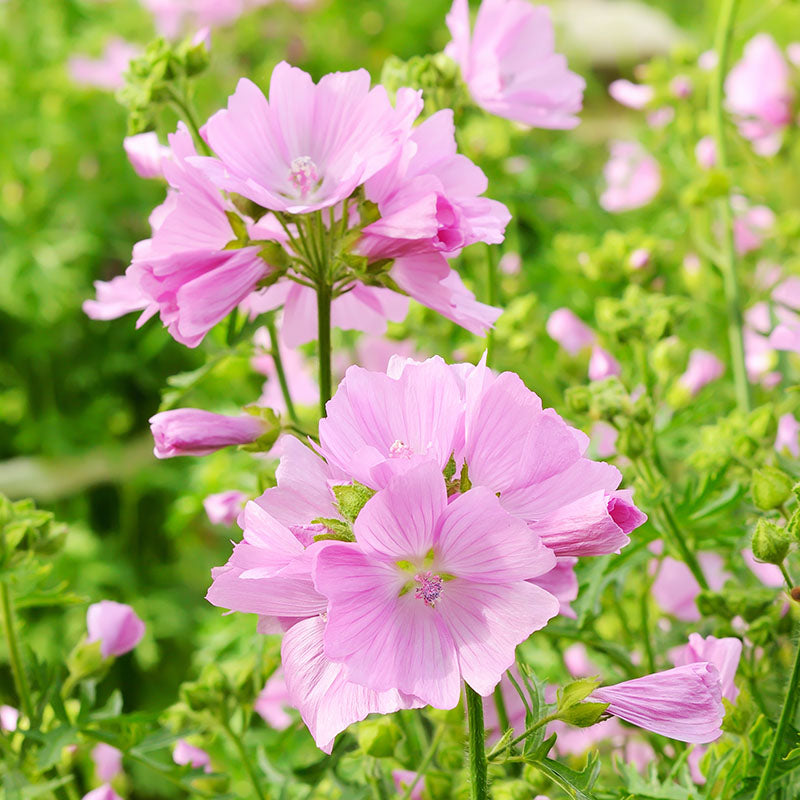 Malva moschata - Musk Mallow Seeds