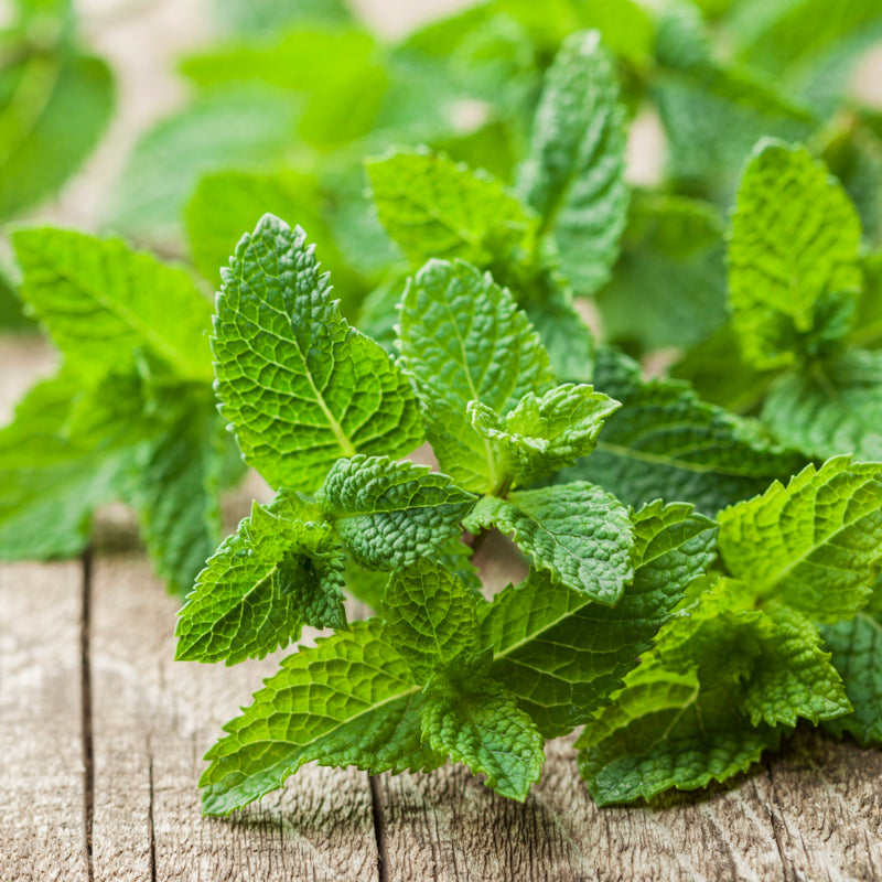 Mint Seeds