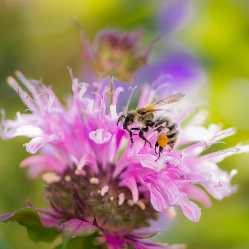 Monarda didyma - Seeds