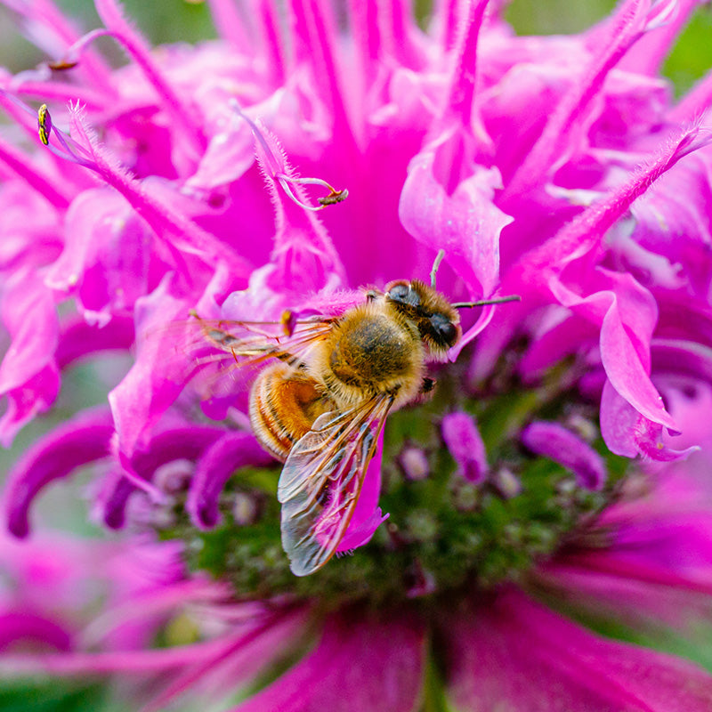 Monarda didyma 'Milano Mix' Seeds