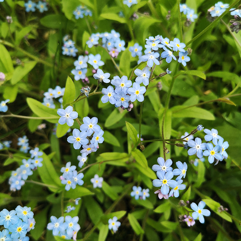 Myosotis arvensis - Field forget-me-not Seeds