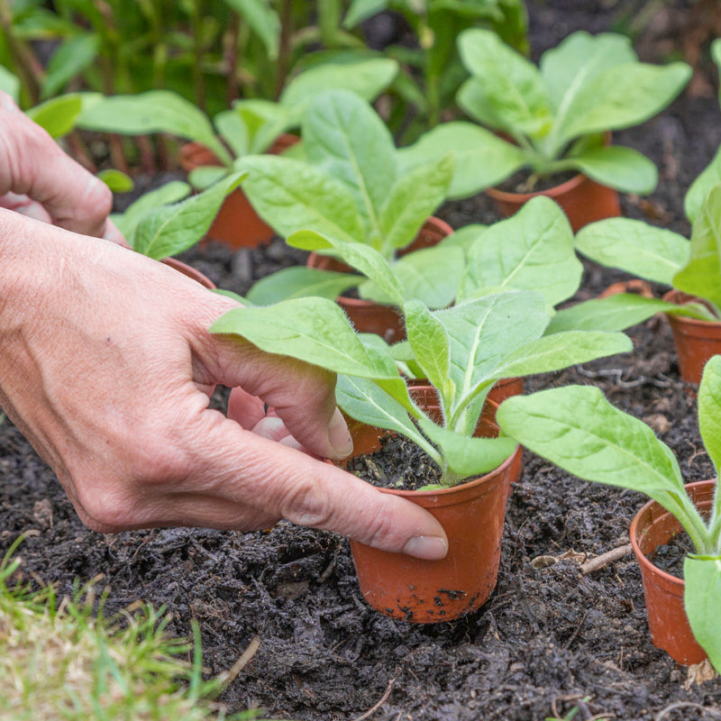 Nicotiana langsdorfii - Seeds