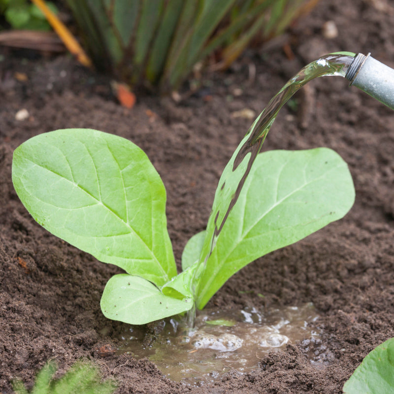Nicotiana sylvestris 'White Trumpets' Seeds