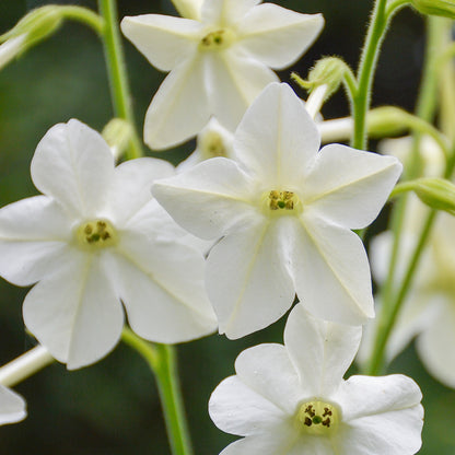 Nicotiana sylvestris 'White Trumpets' Seeds