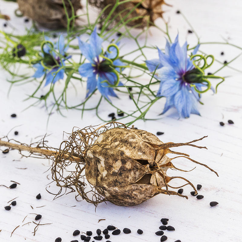 Nigella damascena 'Miss Jekyll' Seeds