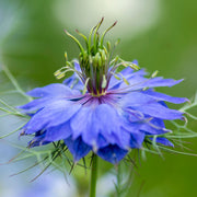 Nigella damascena 'Miss Jekyll' Seeds