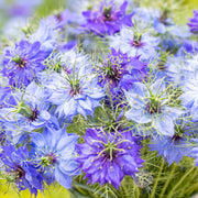 Nigella damascena 'Miss Jekyll' Seeds