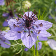 Nigella hispanica - Seeds