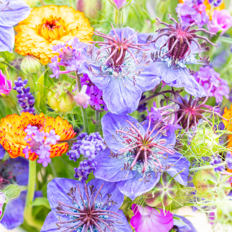 Nigella hispanica - Seeds