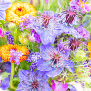 Nigella hispanica - Seeds