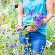 Nigella hispanica - Seeds