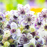 Nigella papillosa 'Delft Blue' Seeds
