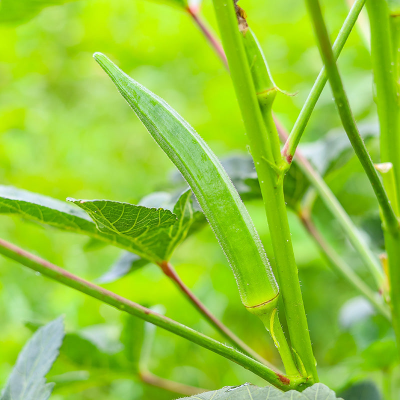 Okra Seeds