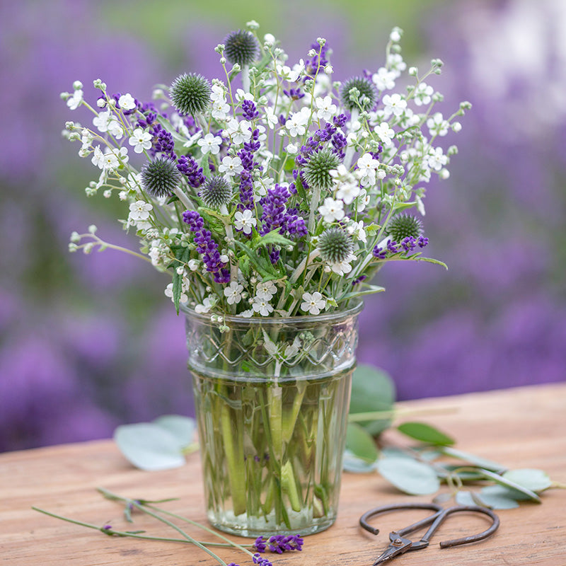 Omphalodes linifolia 'Little Snow White' Seeds