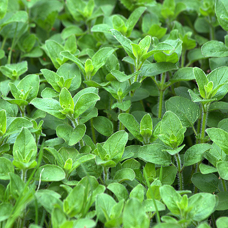 Oregano Seeds