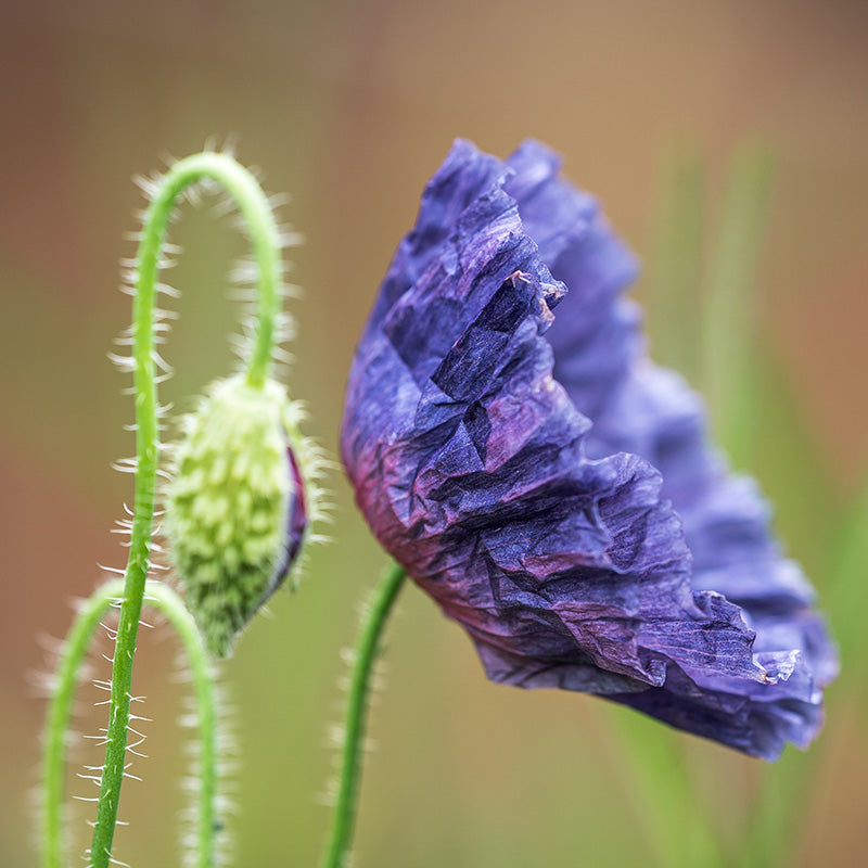 Papaver rhoeas 'Amazing Grey' (Poppy) Seeds