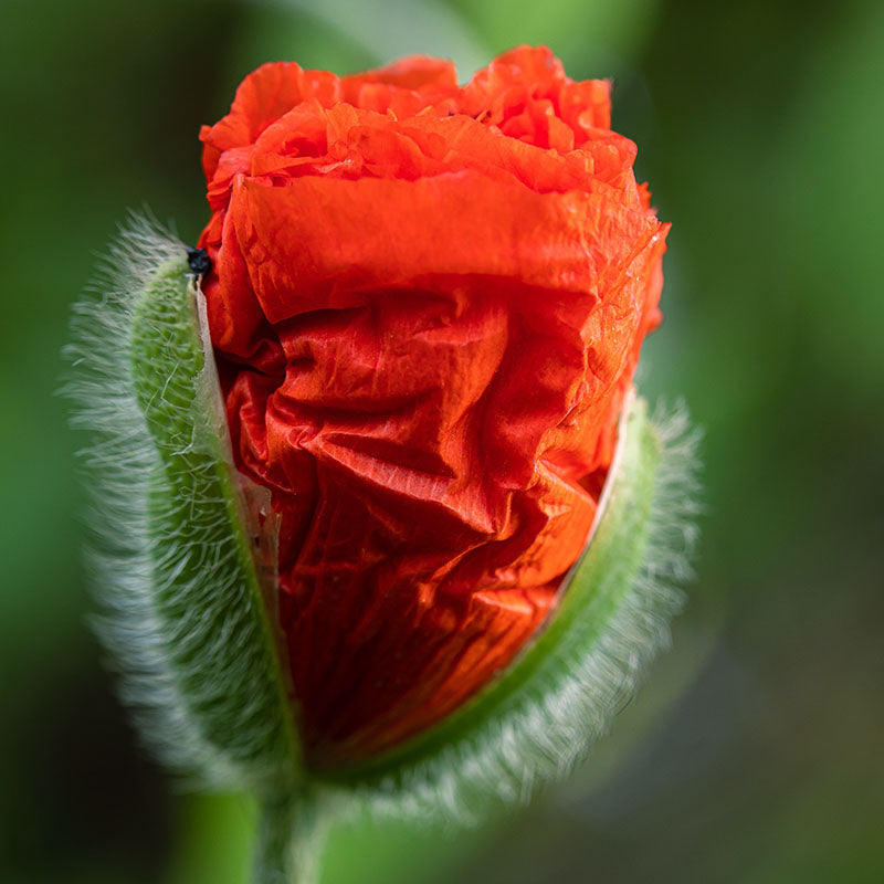 Papaver rhoeas (Poppy) Seeds
