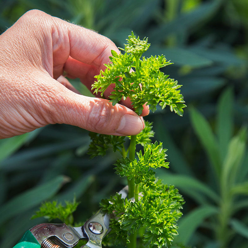Parsley – Moss Curled Seeds