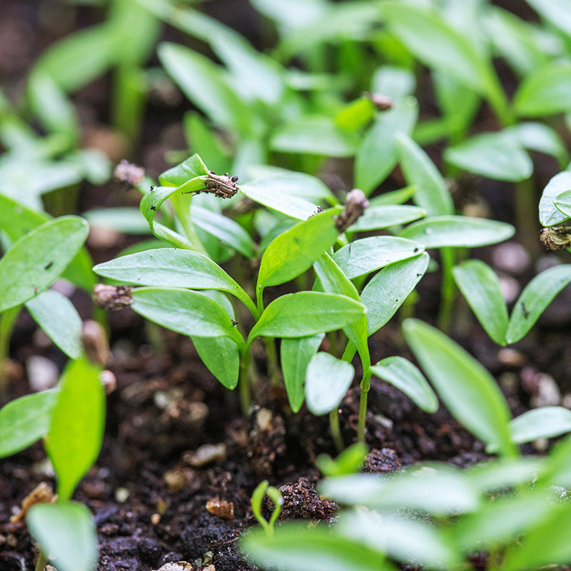 Parsley – Plain (French) Seeds