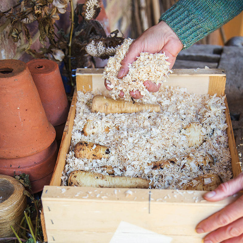 Parsnip 'Tender and True' Seeds