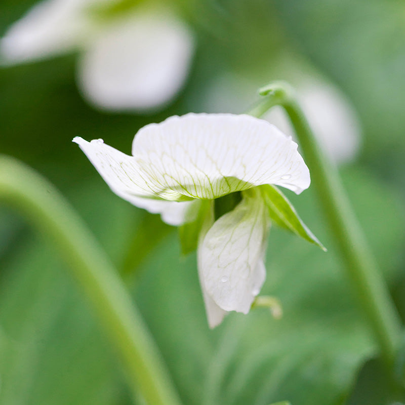 Pea 'Lincoln' Seeds