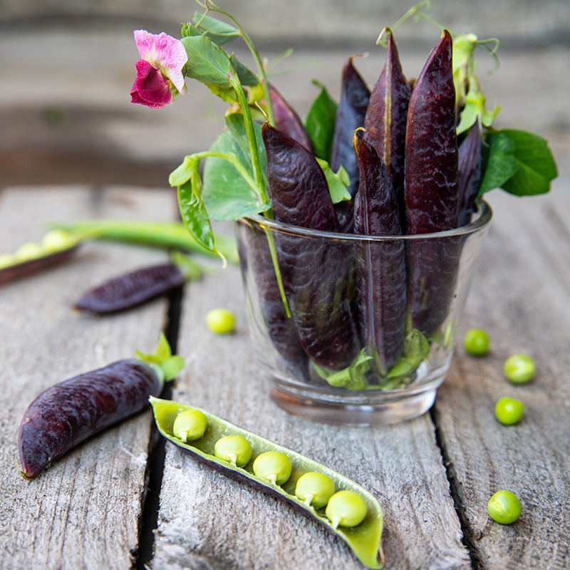 Pea 'Purple Podded' Seeds