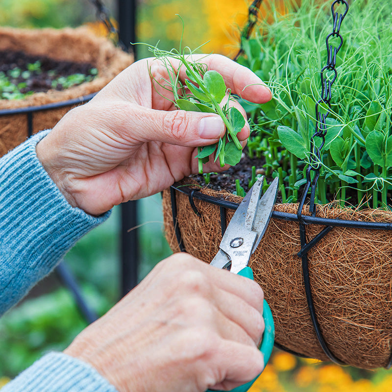 Pea 'Serge' – Pea Shoots - Seeds