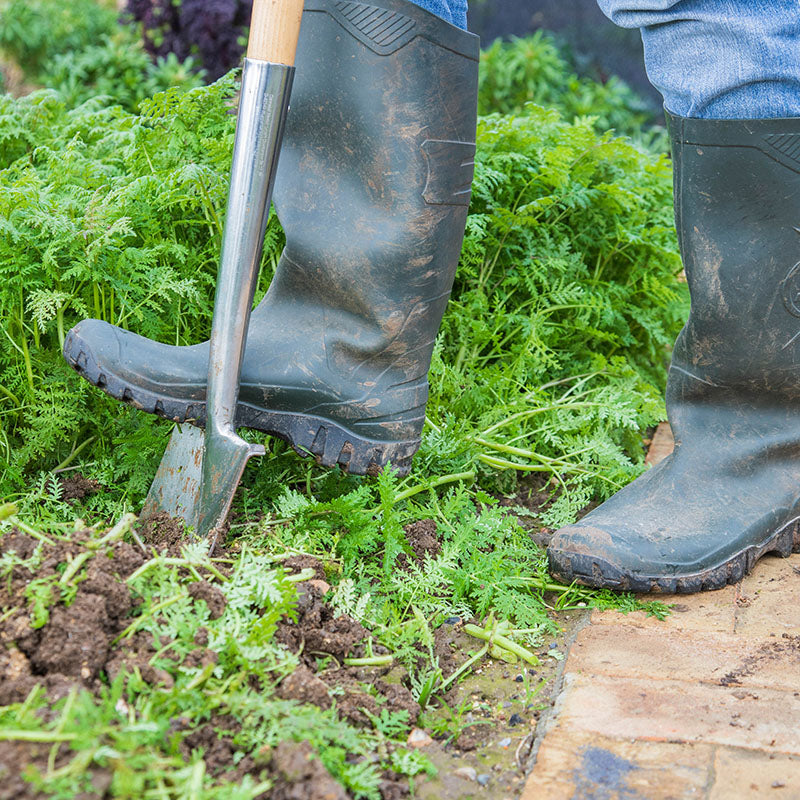 Phacelia tanacetifolia - Seeds