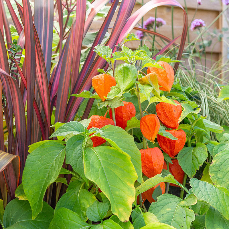 Physalis franchettii - Seeds