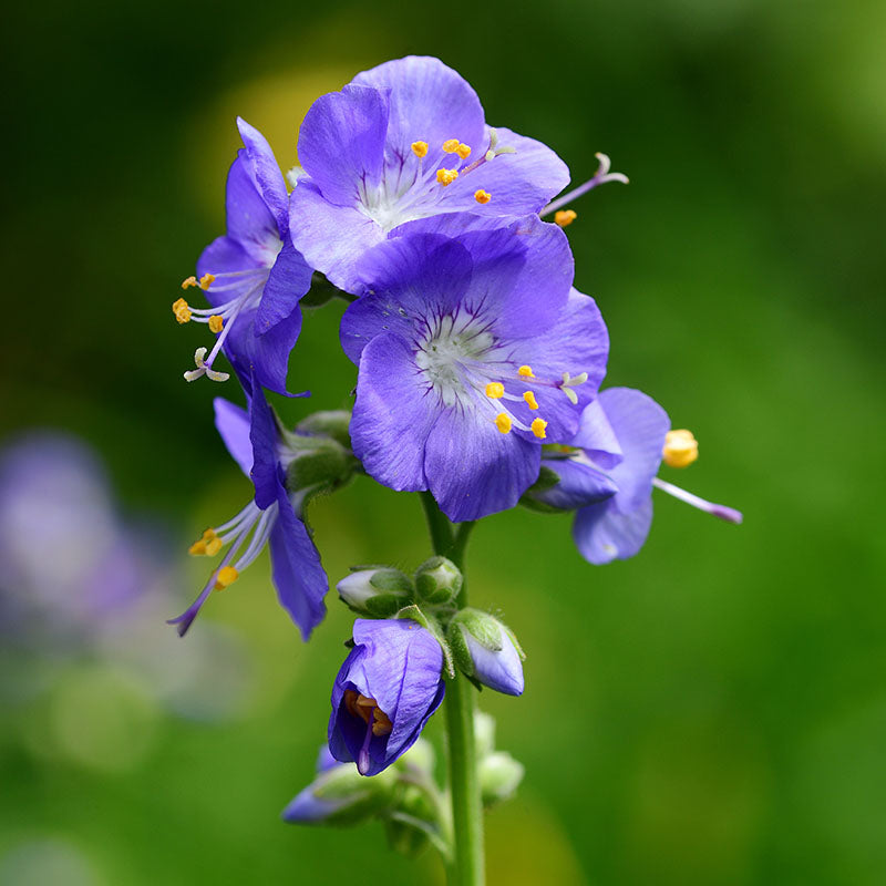 Polemonium caeruleum - Seeds