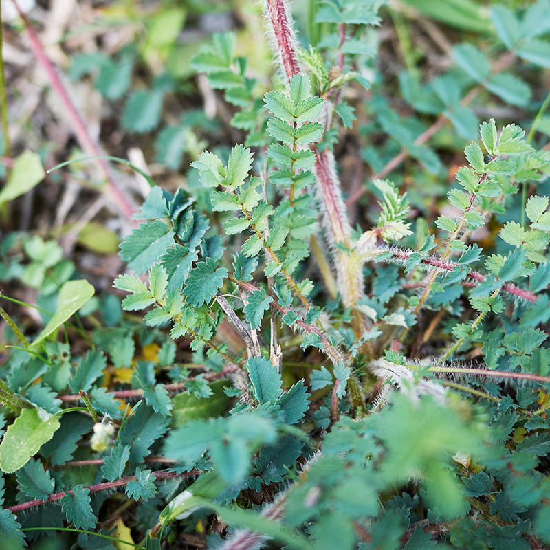 Poterium sanguisorba - Salad Burnet Seeds