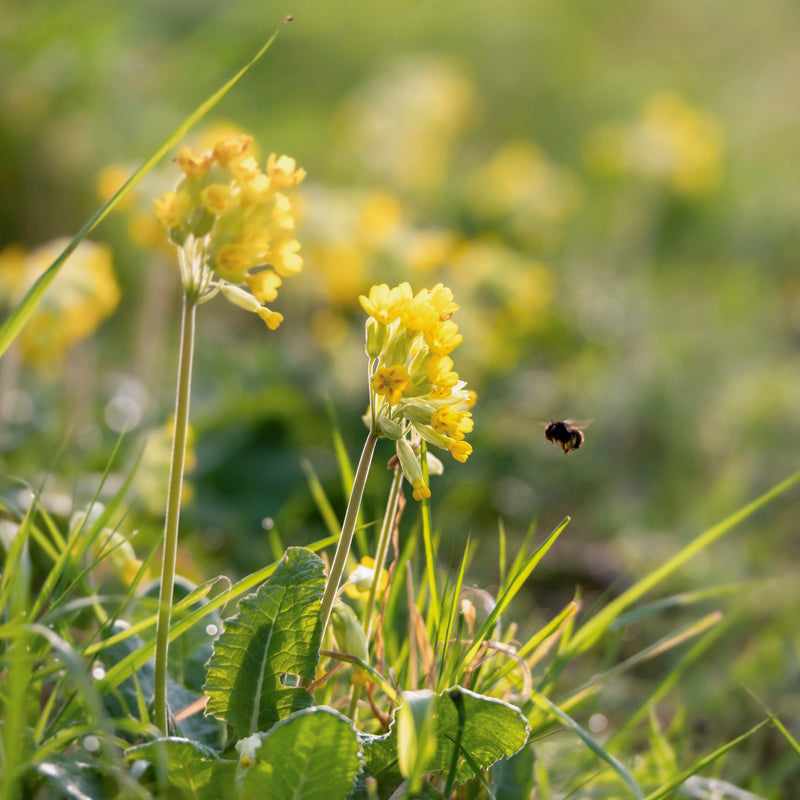 Primula veris - Cowslip Seeds