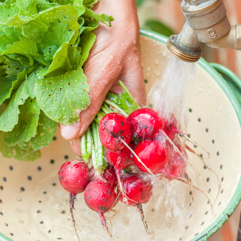 Radish 'Cherry Belle' Seeds